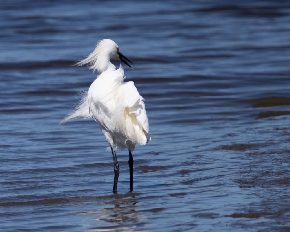 A large white bird with black legs, a black beak, and a yellow face stands in shallow water with its back to the camera. Its feathers are blowing in the breeze.