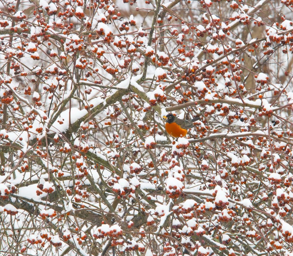 A Robin is perched in a tree full of red berries and mostly covered by snow.