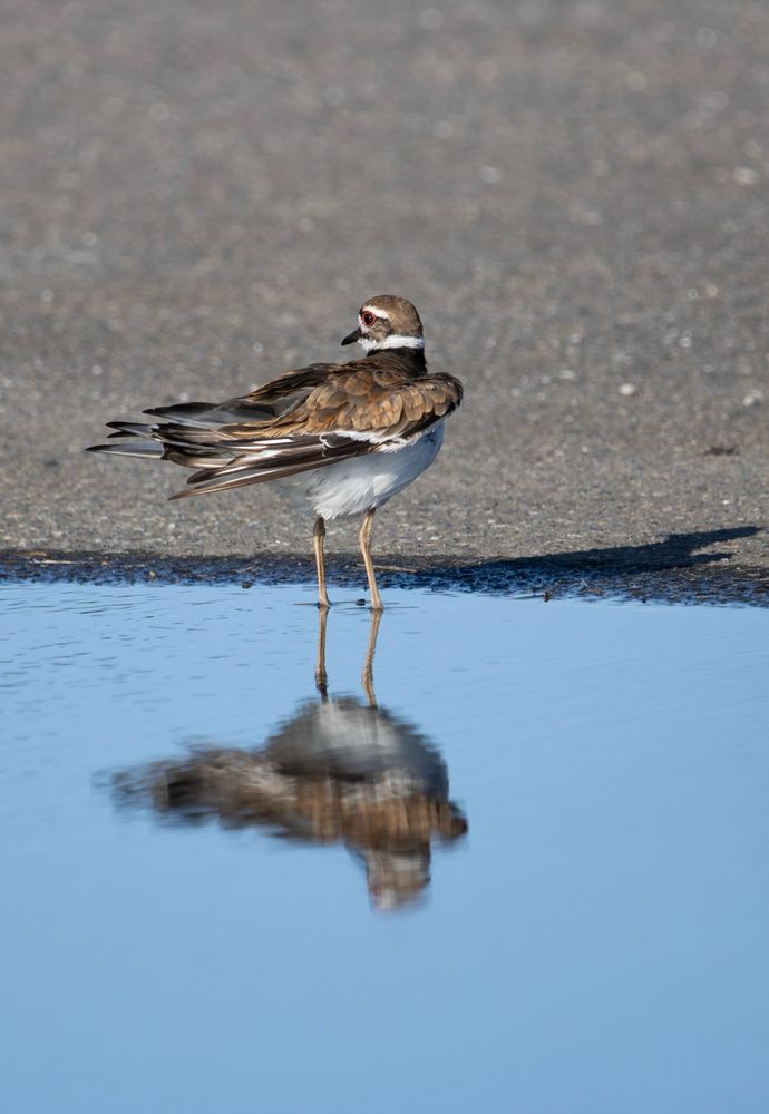 A killdeer stands near the edge of a puddle on gray pavement. The bird is faced away from the camera, its head is turned toward the left, and its wings are raised backwards. There is a reflection of the bird in the puddle.