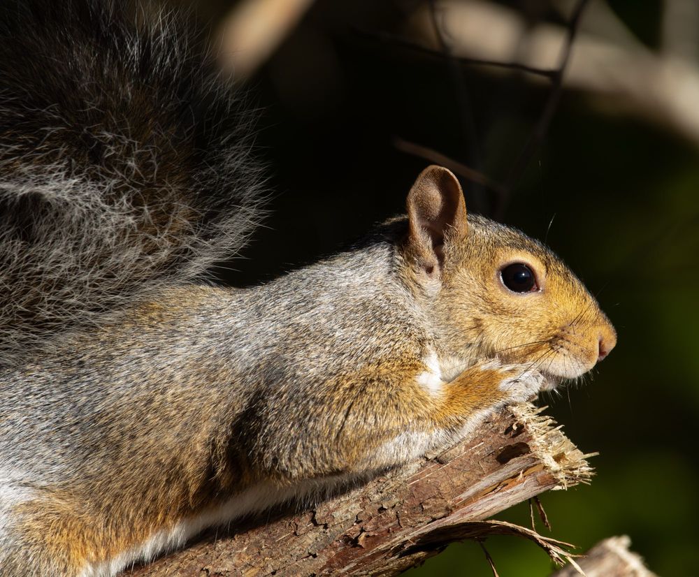 This a close-up of a squirrel who was stretched out on top of a cut-off branch of a tree. It is facing right. 