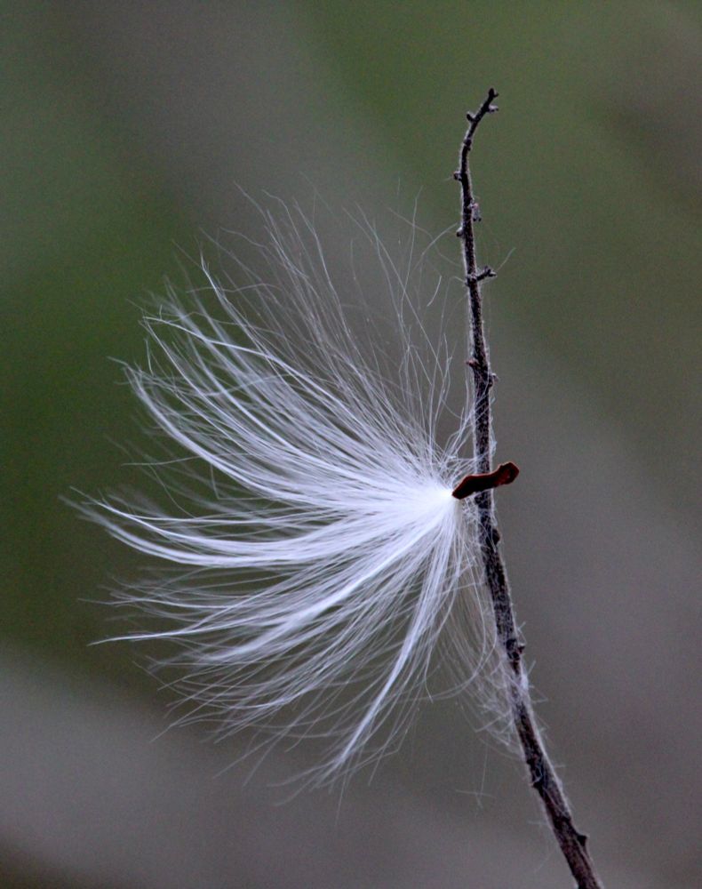 A single milkweed seed is caught on a vertical twig. 