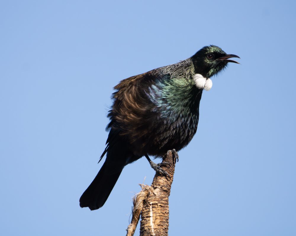 A tui perches on the very top of a broken branch, with a light blue sky background. The tui is in profile, with its black beak open. Its body has many shades of green and black and brown, and it has two poofy white feathers at its throat.