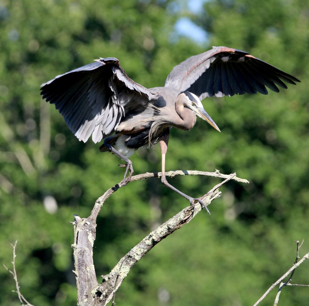 A great blue heron is stepping from one branch to another on a dead tree. Its wings are lifted up. The background is blurred tree branches.