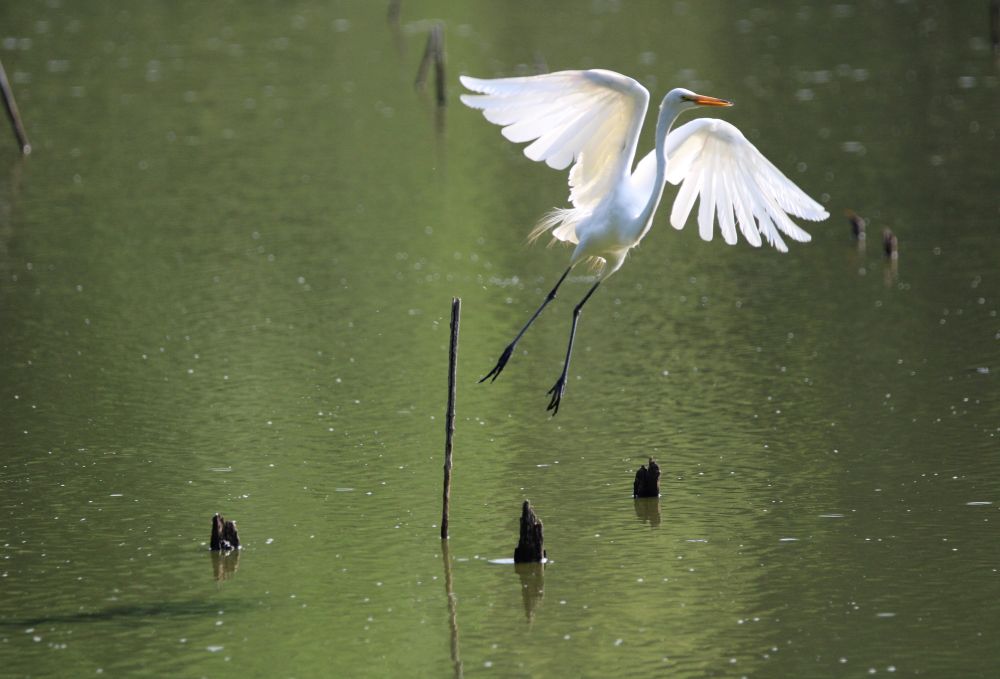 A great egret takes off in flight from a greenish marsh with small chunky stumps and thin stumps rising from the water.