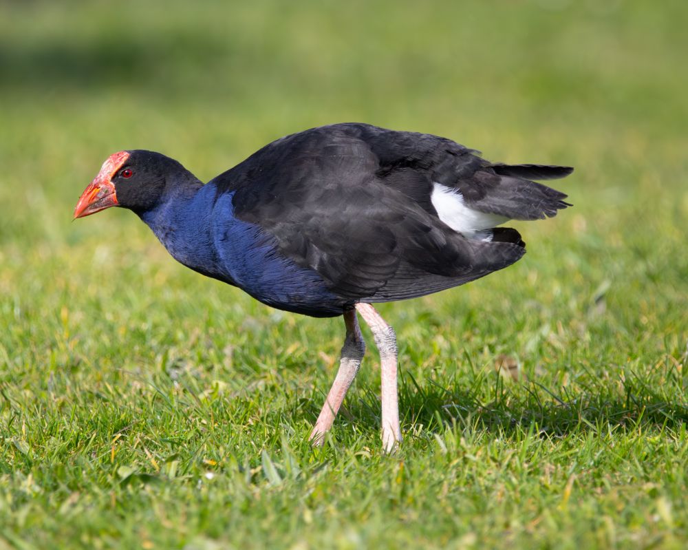 A chunky bird with black feathers on its head and back and blue feathers on its neck and chest. It has a red beak and face plate and it is standing on close cut green grass. 