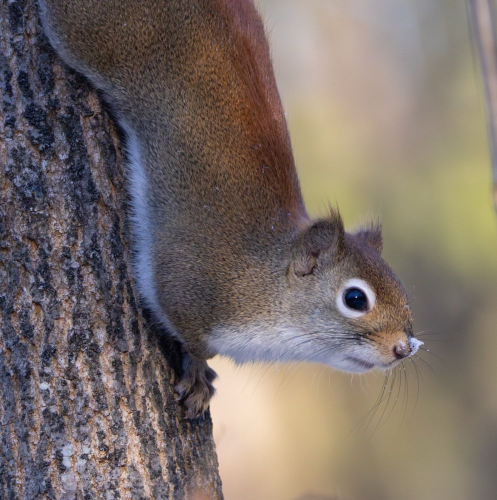 The image shows a red squirrel upside down on a tree, its head raised and its nose bearing a dusting of snowflakes. I’ve cropped the hind portion of its body out of the image to emphasize its dear little face. 