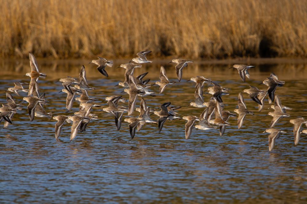 A flock of dunlins flies low above a small pond. At the top of the image is long, golden grasses.