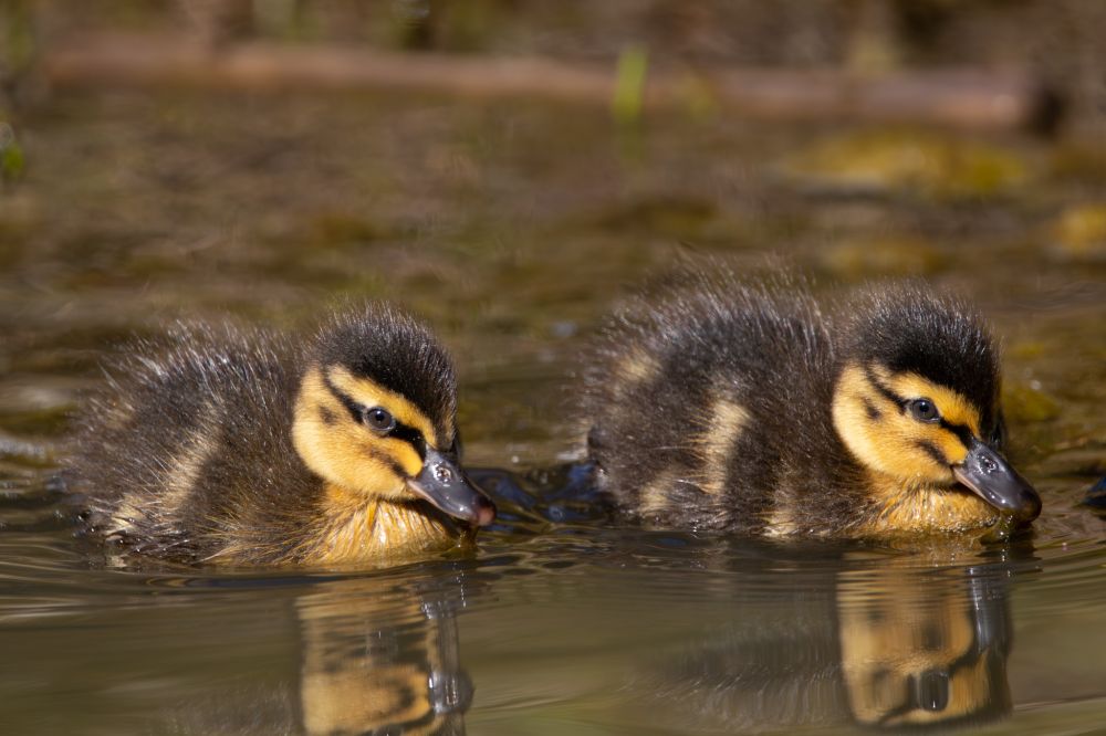 Two mallard ducklings swim together in a murky creek. They are facing right and have brown bodies with yellow patches. Their heads are yellow and brown.