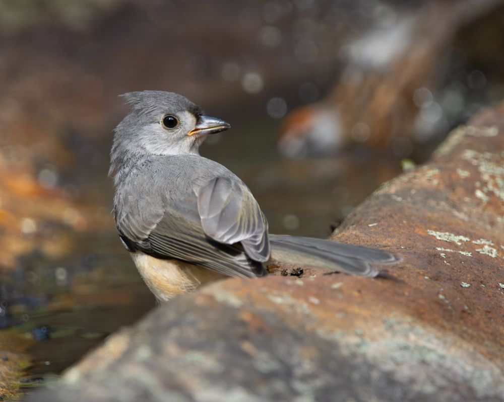 A juvenile tufted titmouse is standing in a natural birdbath formed by a shallow area of a large boulder. It is facing away from the camera and its head is turned toward the right so that we can see its right eye and beak. 