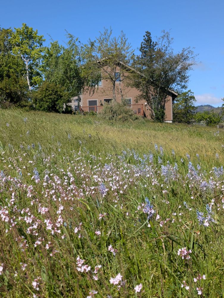 Prairie stars (small pink flowers) and camas (blue stalks of flowers) blooming in front of the Double Strand Wine Tasting House.