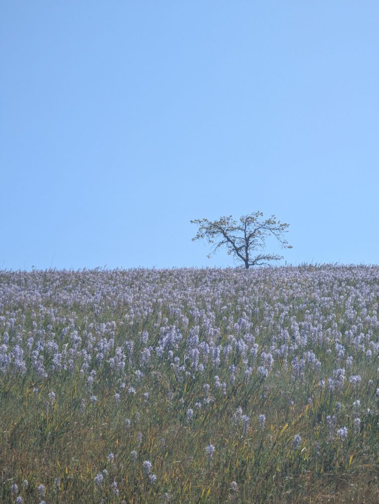 Camas in full bloom with a young Oregon White Oak in the distance. The camas almost matches the color of the sky.