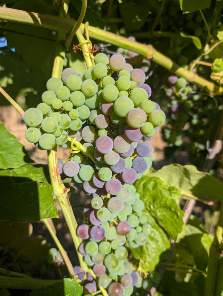 A cluster of grapes on the vine with several beginning to turn from green to purple.
