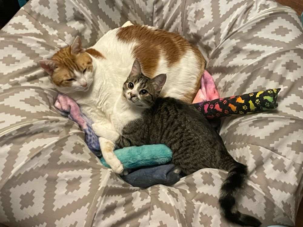 Big orange and white cat cuddling in a donut bed with a cute grey and white tabby kitten.