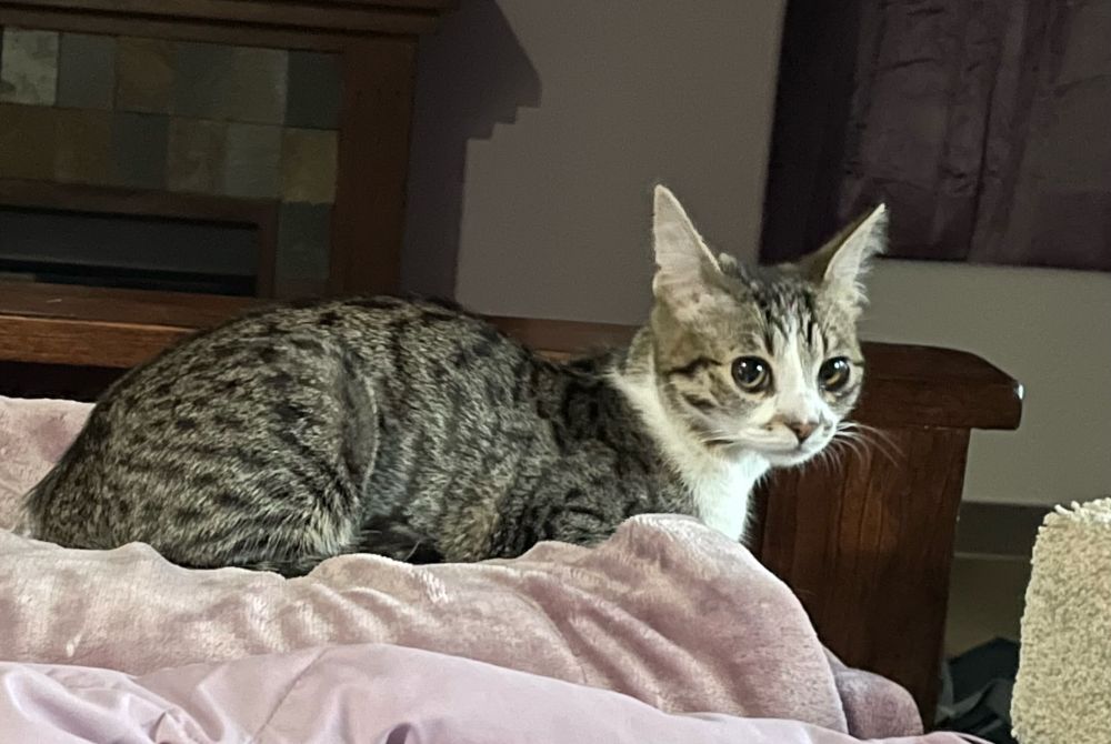 Cute gray tabby kitten giving her mom a side eye look.  