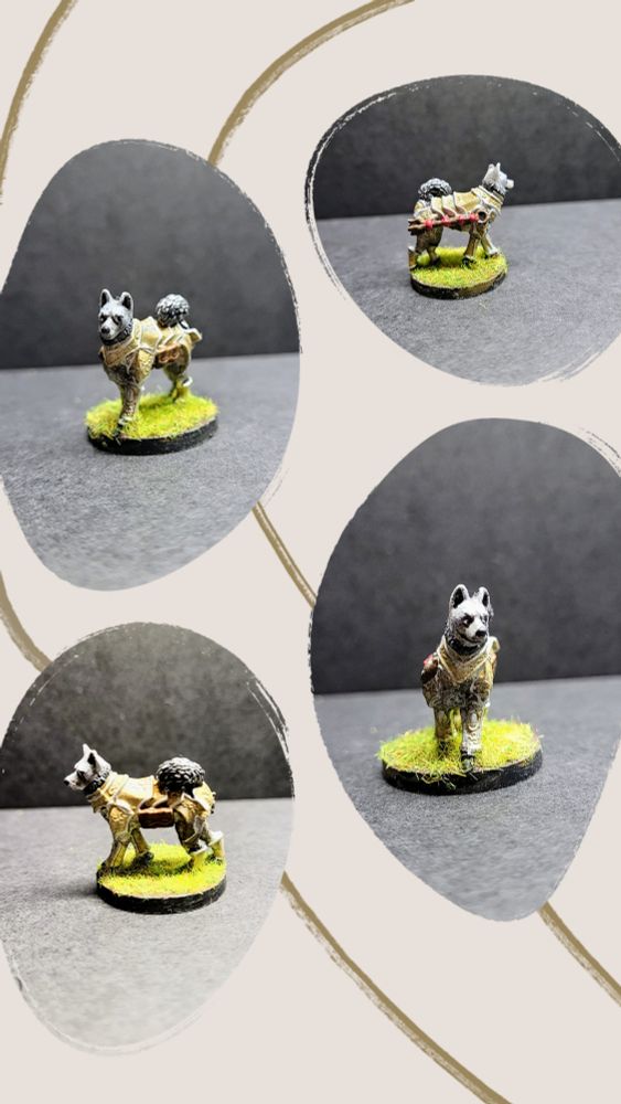 Casandra the husky wearing full golden plate armour. 