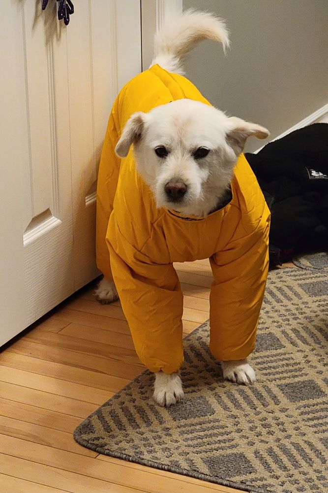 White dog dressed in a bright yellow full body snow suit.