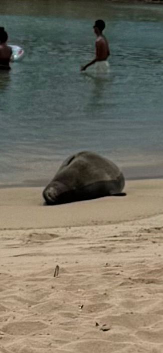 Monk seal getting some rest on the beach