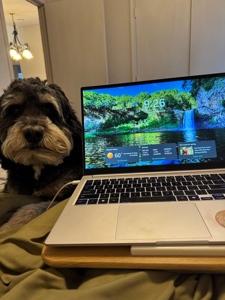 Berniedoodle next to my laptop🐾