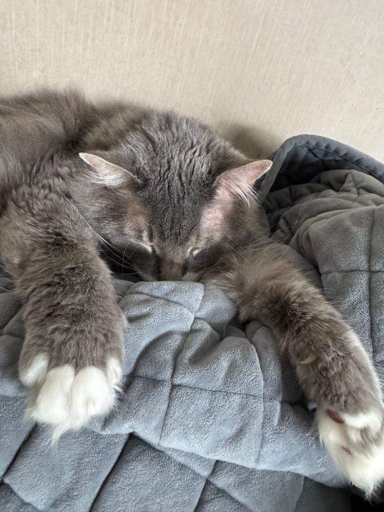 Sleeping gray cat