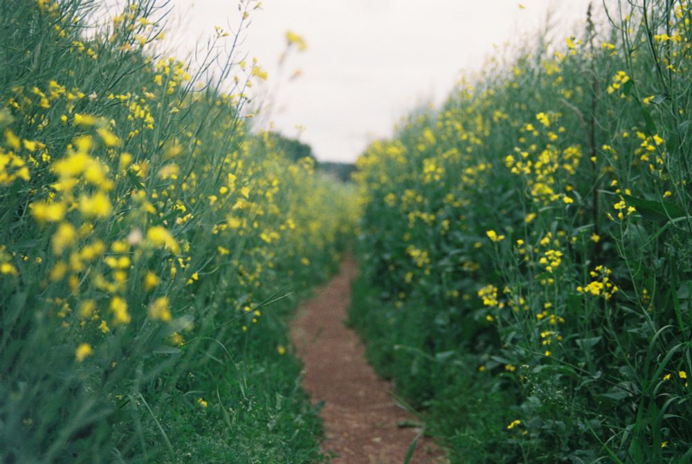 A small path through a field of green with yellow flowers.