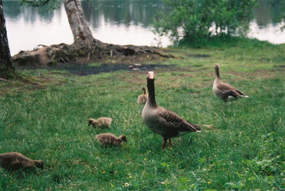A gaggle of geese is looking threateningly at the camera, standing in short grass, with a lake in the background.