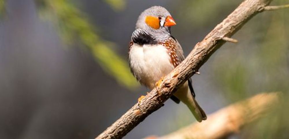 Täglicher Gesangs-Workout hält Singvogelmännchen attraktiv