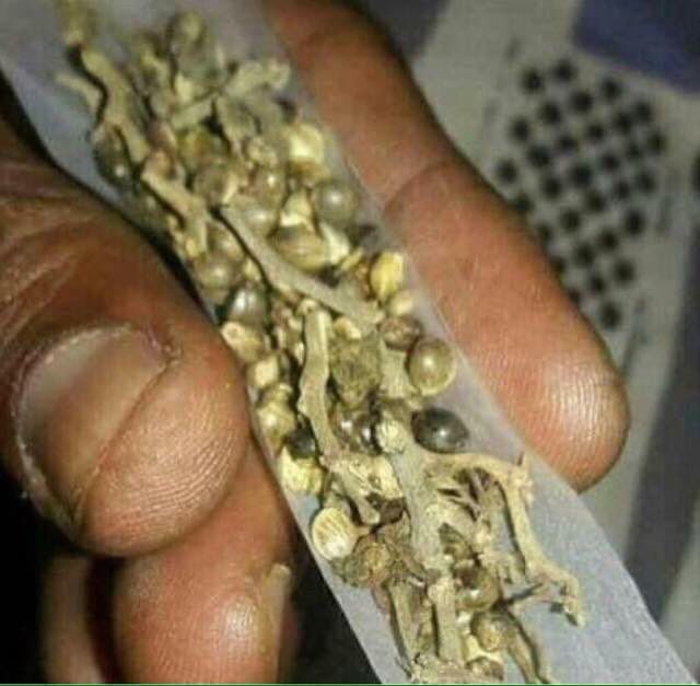 photo of rolling papers packed with only seeds and stems