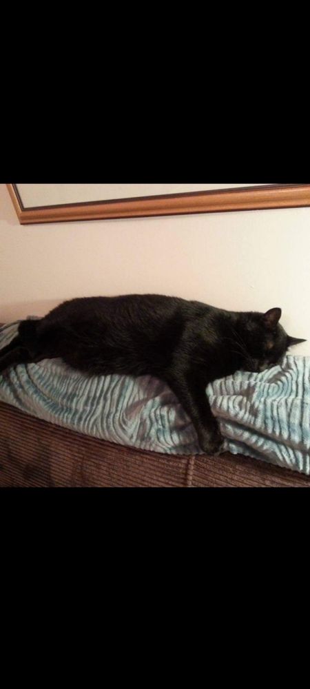 Huge Black cat stretched out on a blur blanket across the back of a brown sofa.