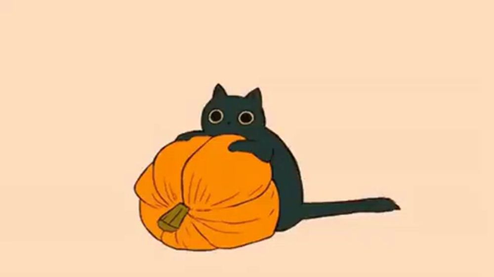 Cat Black Cat GIF