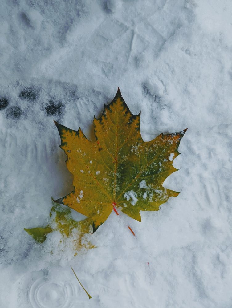 Yellow maple leaf laying on the snow.