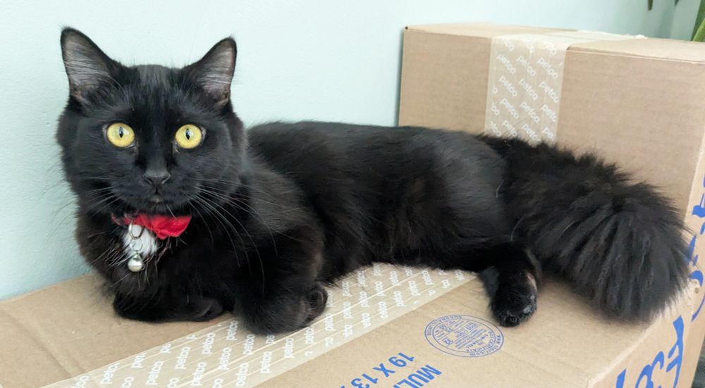 a very very fluffy black cat with a red bow collar and a teensy patch of white fur on her chest. she's staring vacantly with her big ol yellow-green eyes