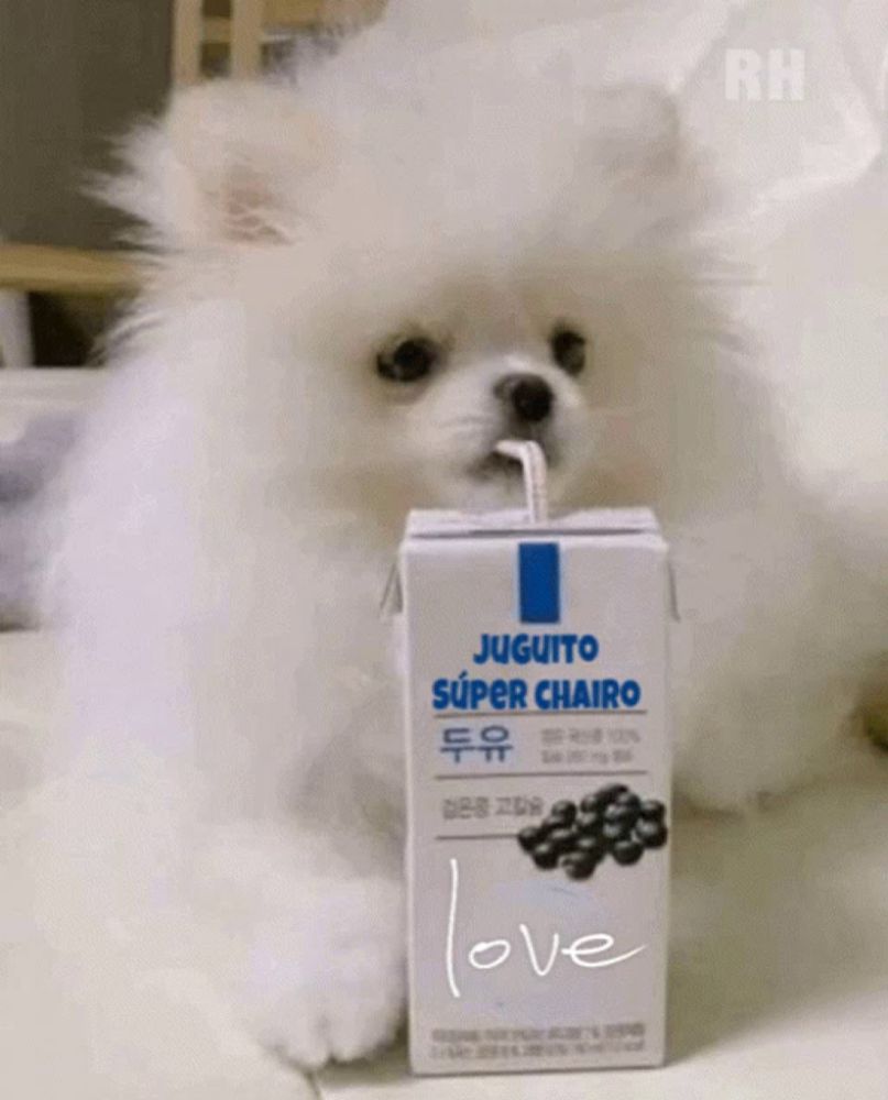 a small white dog drinking from a juguto super chairo carton