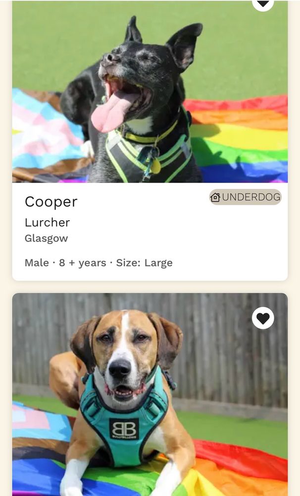 A screenshot of the dogs trust website featuring two listings for dogs. One is labelled Cooper who is a lurcher in Glasgow, 8+ years old and large. Below him is a brown dog in a green harness. Both dogs are sitting on progress pride flags