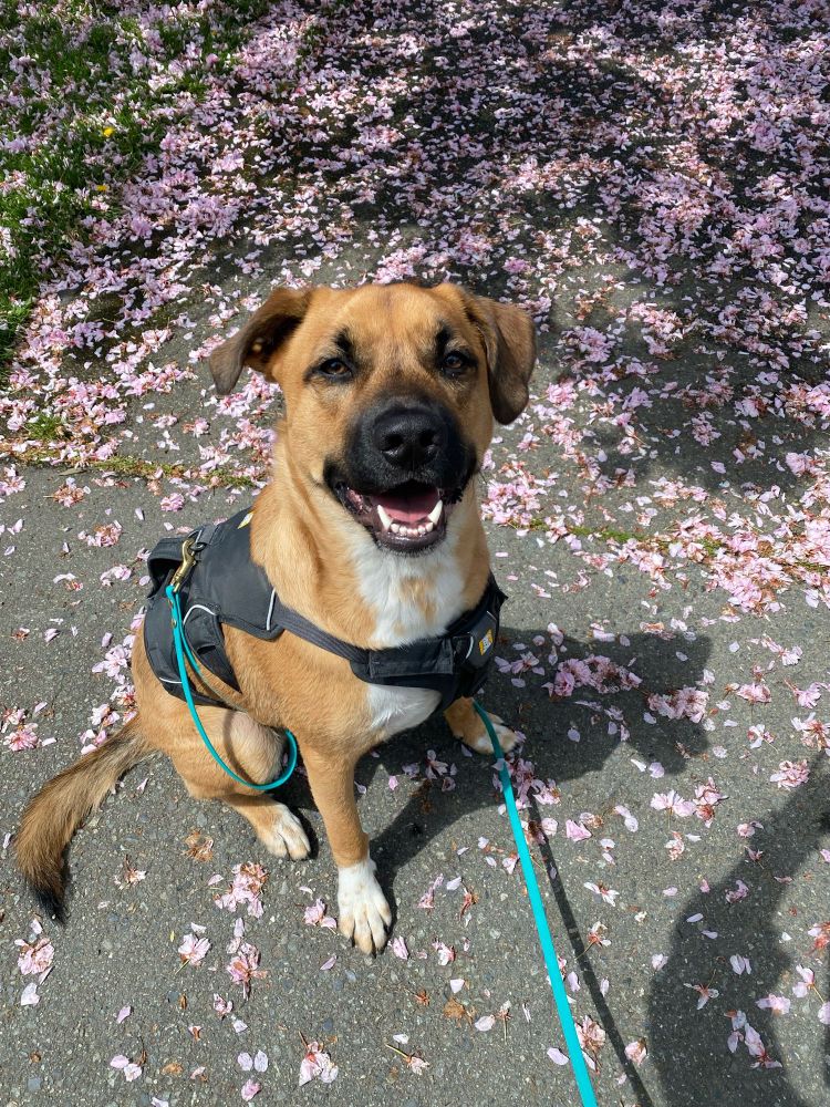 A brown dog standing in a pile of cherry blossoms with its mouth open. 