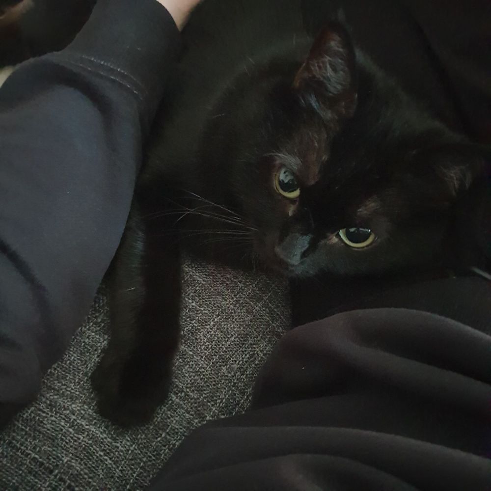 Schwarze Katze heute mal ganz verträumt 