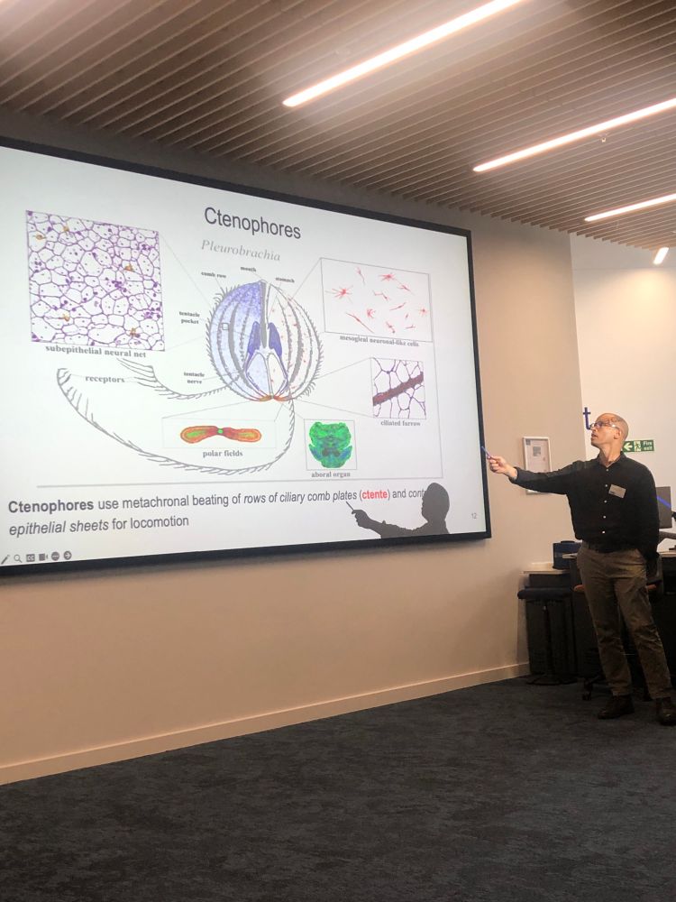 Philosopher Matthew Sims, wearing a black shirt and beige pants showing a slide on ctenophores, a creature with external passive sensory receptors and epithelial sheets for locomotion 
