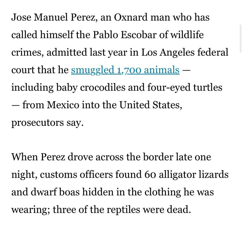 Jose Manuel Perez, an Oxnard man who has called himself the Pablo Escobar of wildlife crimes, admitted last year in Los Angeles federal court that he smuggled 1,700 animals — including baby crocodiles and four-eyed turtles — from Mexico into the United States, prosecutors say.

When Perez drove across the border late one night, customs officers found 60 alligator lizards and dwarf boas hidden in the clothing he was wearing; three of the reptiles were dead.