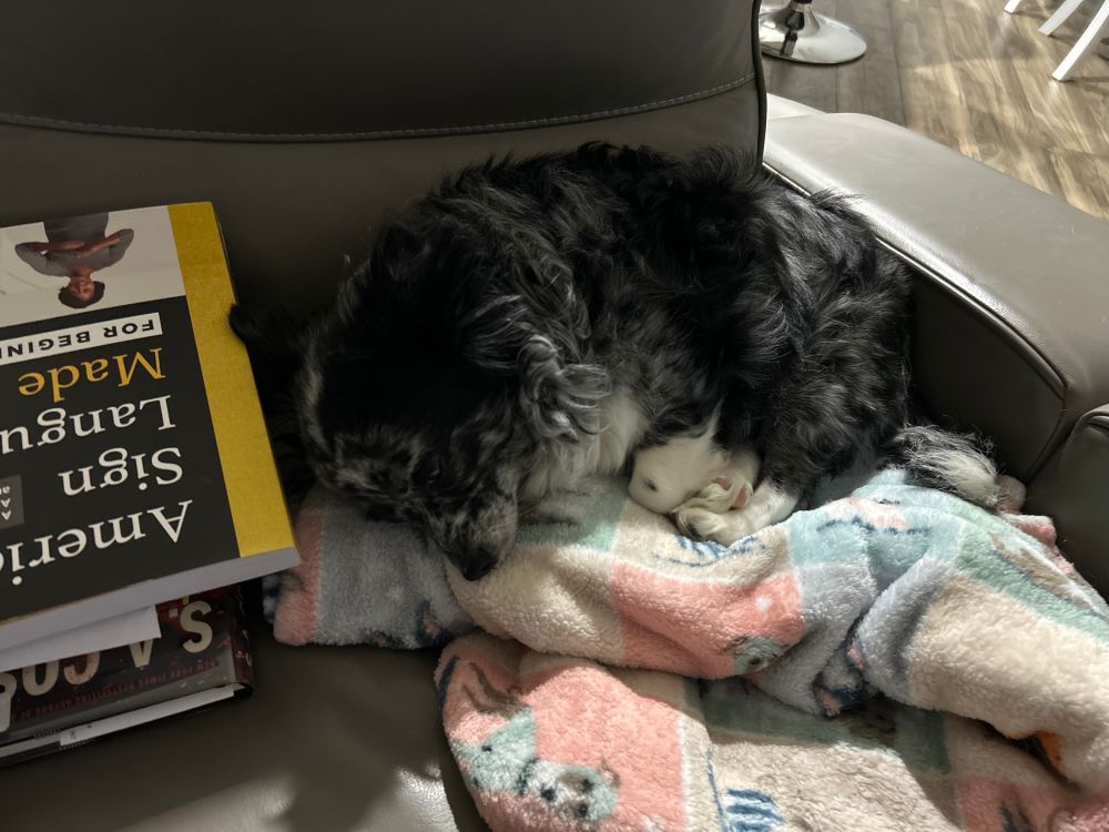 Black and white dog sleeping next to a lie of books.