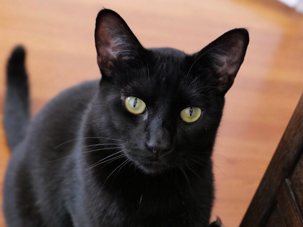 A beautiful noir kitty looks at you with his gold eyes 