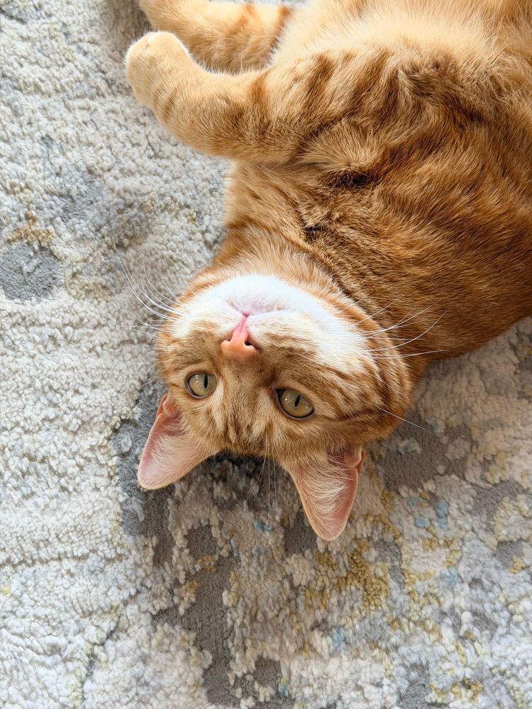 Upside down ginger kitty 