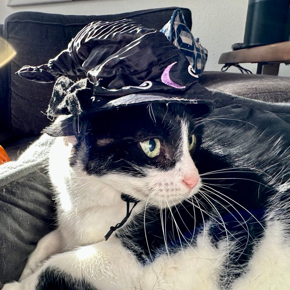 A tuxedo kitty looks right wearing a witches hat 