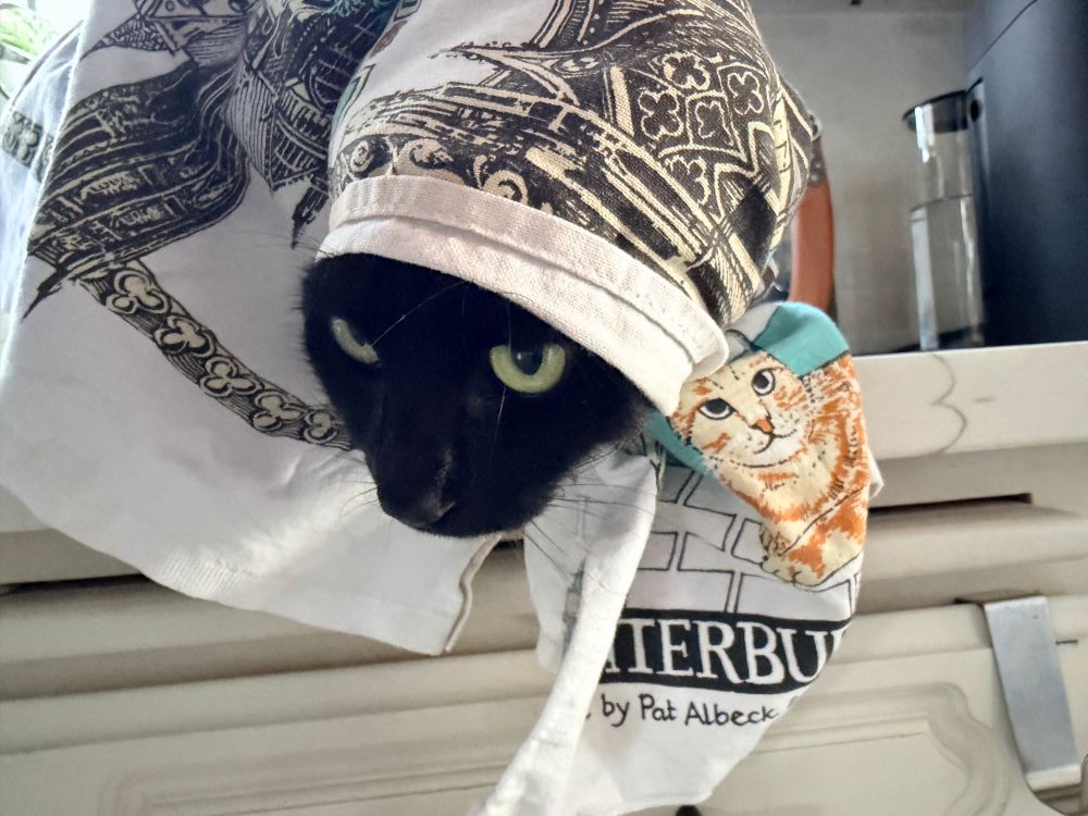 The black kitty is now full babushka head wrapped in towel looking left ready to hear your concerns 