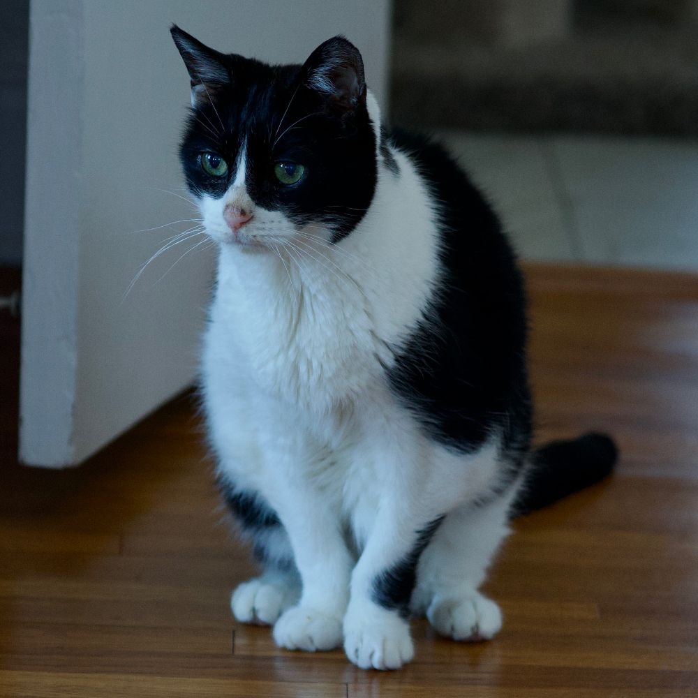 a tuxedo kitty sits regally waiting for dinner