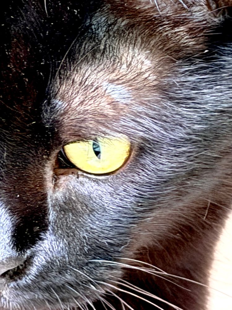 Close up of a kitty eye - gold on black. 