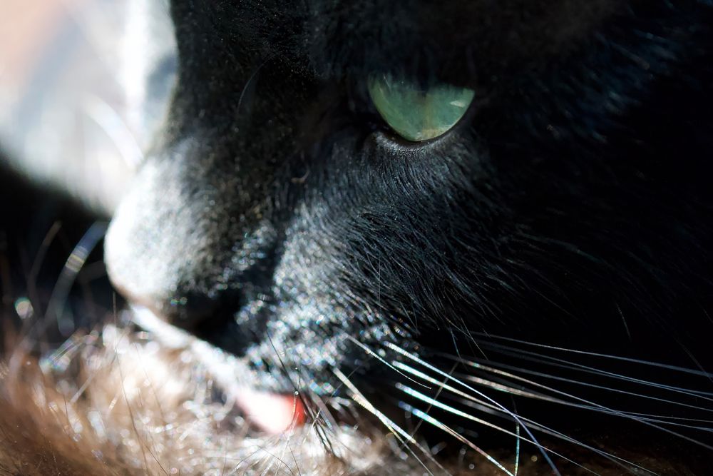 noir kitty with green/gold eyes licks his fur