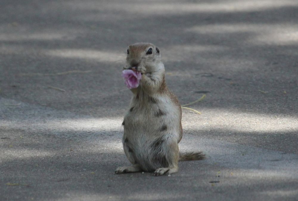 A ground squirrel sitting up straight, eating a purple flower.