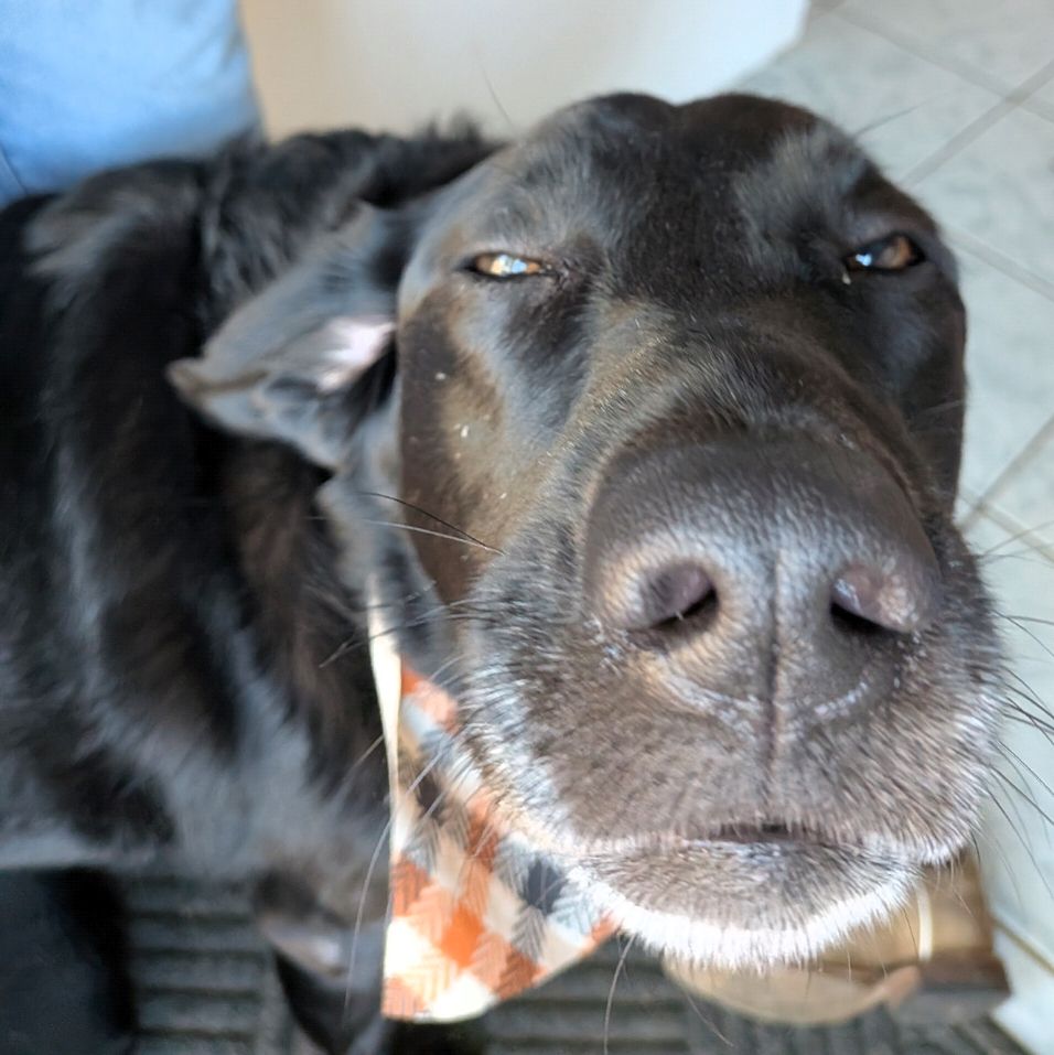 A black American Lab with an orange, black and white plaid bandana around its neck,  squinting with its snout too close to the camera which makes it look a bit like a capybara 