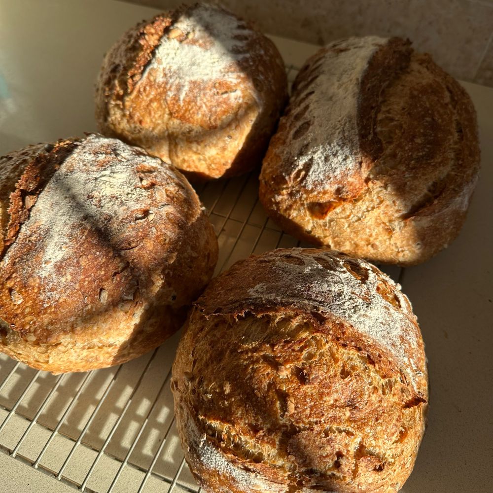 Sourdough loaves lit by sunlight