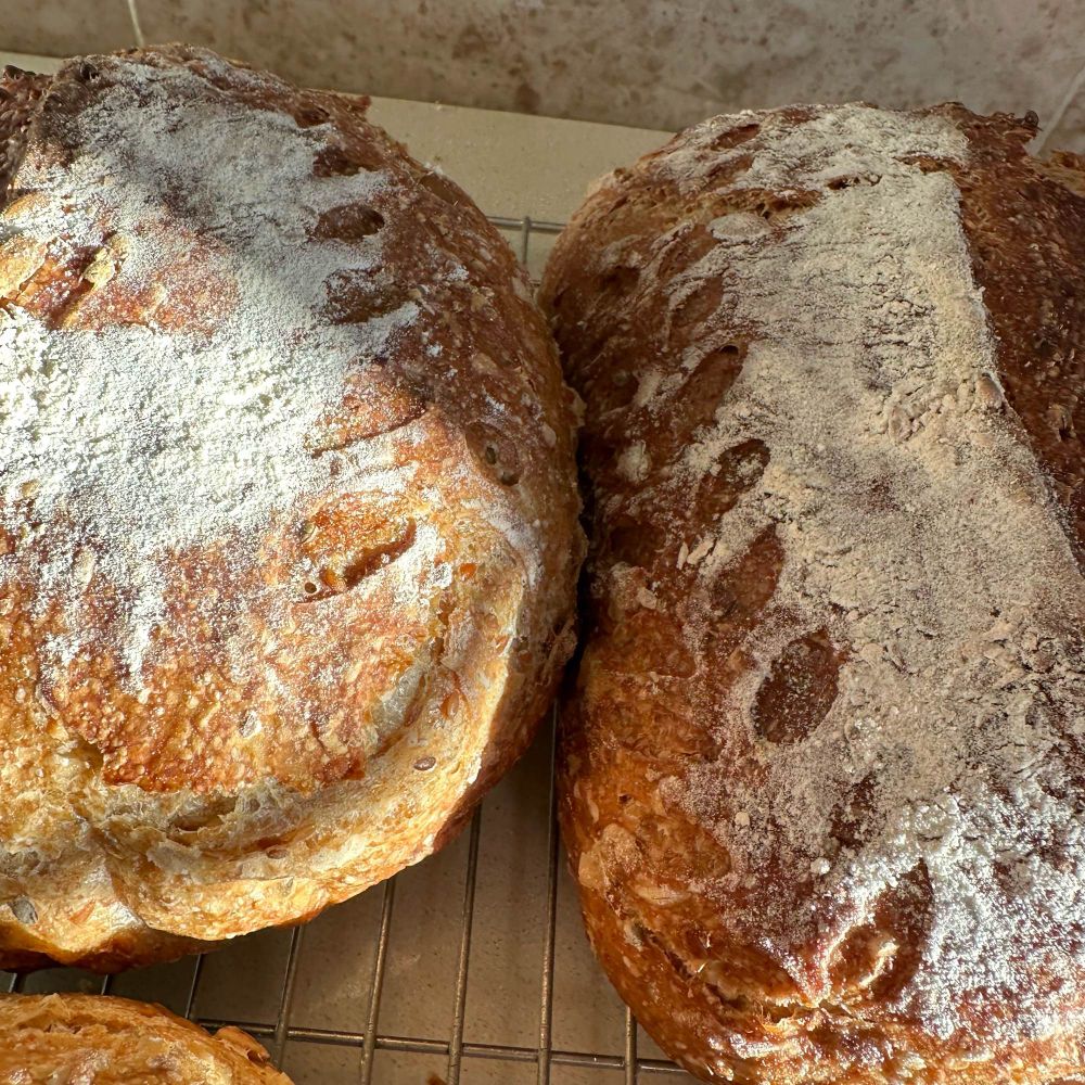 Scored Sourdough loaves lit by sunlight