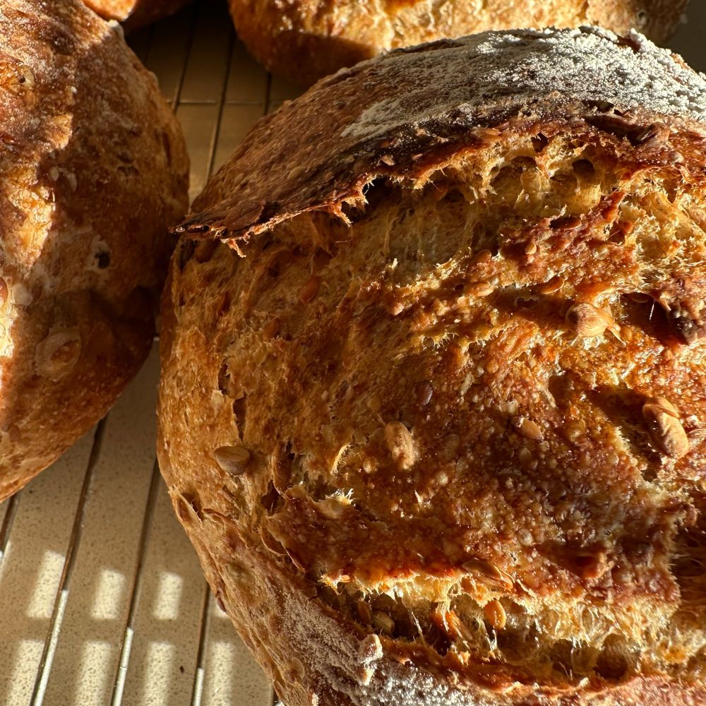 Sourdough loaf lit by sunlight